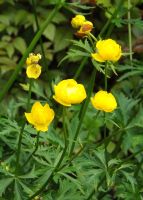 Trollius europaeus