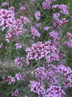 Verbena bonariensis