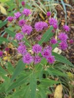 Vernonia crinita 'Mammuth'