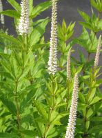 Veronicastrum virginicum 'Alba'