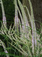 Veronicastrum virg.'Lavendelturm'