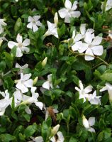 Vinca minor 'Alba'