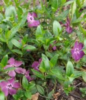 Vinca minor 'Atropurpurea'