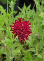 Knautia mac.'Mars Midget'