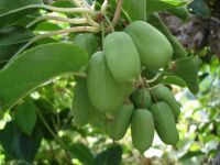 Actinidia arguta 'Issai'