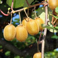 Actinidia del.'Jenny'