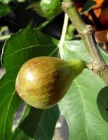 Ficus carica 'Brown Turkey'