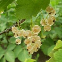 Ribes rubrum 'Werdavia'