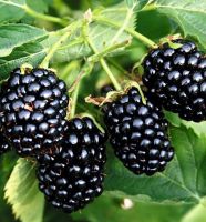 Rubes fruticosa 'Black Satin'