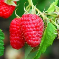 Rubus idaues 'Autumn Bliss' (herfst)