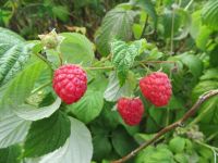 Rubus idaeus 'Heritage' (herfst)