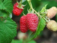 Rubus idaeus 'Malling Promise' (zomer)