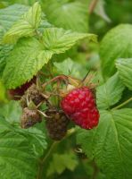 Rubus idaeus 'Schönemann' (zomer)