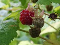 Rubes idaeus 'Zeva Herbsternte' (herfst/doordrager)