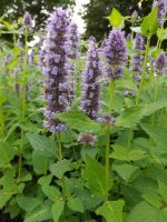 Agastache 'Blue Fortune'