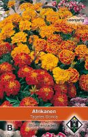 Tagetes patula nana Bonita