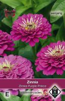 Zinnia elegans Purple Prince