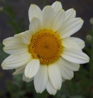 Anthemis hyb. 'Sauce Hollandaise'