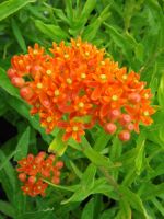 Asclepias tuberosa