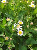 Aster ageratoides 'Stardust'