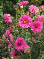 Aster 'Anneke'