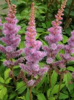 Astilbe chinensis 'Pumila'