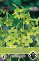 Nicotiana alata Lime Green