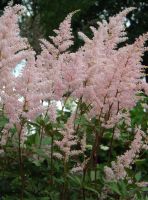 Astilbe (J) 'Peach Blossem'