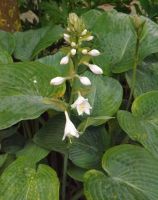 Hosta 'Elegans'