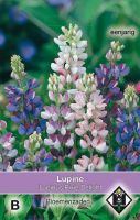 Lupinus hartwegii Pixie Delight