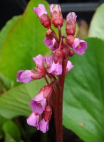 Bergenia cordifolia