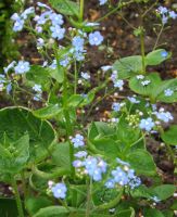 Brunnera macrophylla