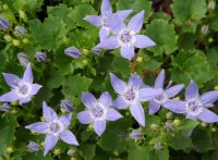 Campanula garganica