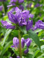 Campanula glomerata 'Superba'