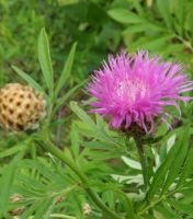 Centaurea dealbata