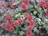 Acaena microphylla 'Kupferteppich'