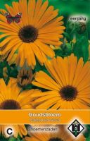 Calendula officinalis Nova