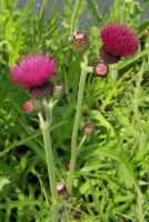 Cirsium rivulare 'Atropurpureum'