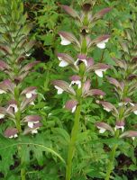 Acanthus mollis