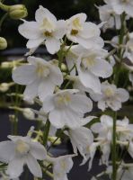 Delphinium 'Casa Blanca'