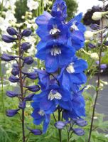 Delphinium pacific 'Blue Bird'