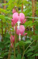 Dicentra spectabilis