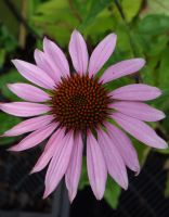 Echinacea purpurea