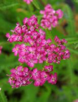 Achillea mill.´Cerise Queen´