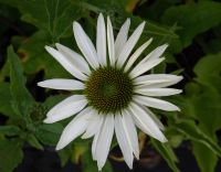 Echinacea purpurea 'Alba'