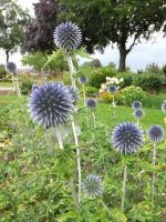 Echinops bannaticus 'Taplow Blue'