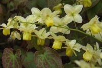 Epimedium x versicolor 'Sulphureum'