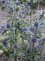 Eryngium planum